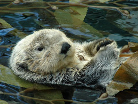 Смотреть фото Калан Фото Калан