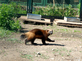 Смотреть фото Росомаха Фото Росомаха