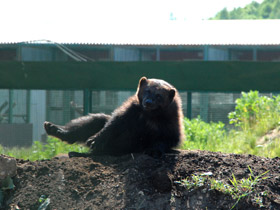 Смотреть фото Росомаха Фото Росомаха