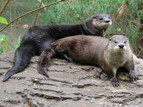 Смотреть фото Канадская речная выдра Фото Канадская речная выдра