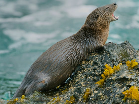 Смотреть фото Кошачья выдра Фото Кошачья выдра