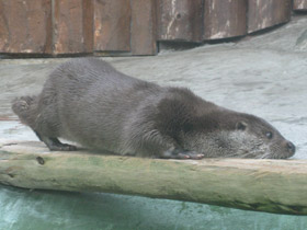 Смотреть фото Обыкновенная выдра Фото Обыкновенная выдра