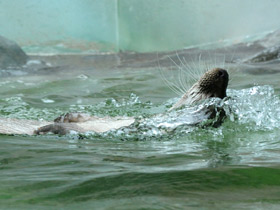 Обыкновенная выдра Обыкновенная выдра