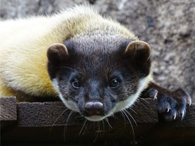 Смотреть фото Харза Фото Харза