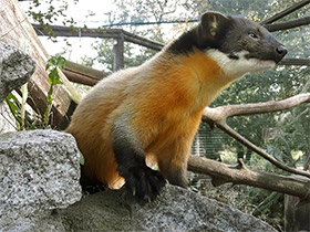 Смотреть фото Харза Фото Харза