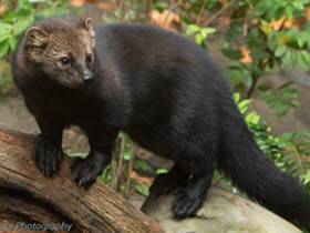 Смотреть фото Илька Фото Илька