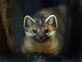 Смотреть фото Соболь Фото Соболь