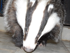 Смотреть фото Барсук Фото Барсук