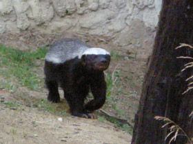 Смотреть фото Медоед Фото Медоед