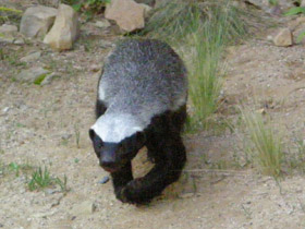 Смотреть фото Медоед Фото Медоед