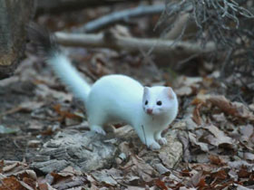 Смотреть фото Горностай Фото Горностай