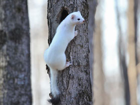 Горностай Горностай