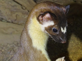 Длиннохвостая ласка