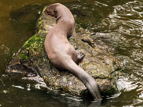 Смотреть фото Гигантская выдра Фото Гигантская выдра