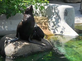 Смотреть фото Северный морской котик Фото Северный морской котик