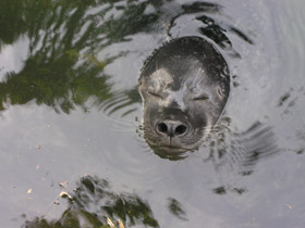 Смотреть фото Серый тюлень Фото Серый тюлень