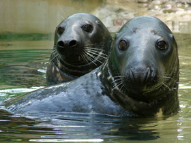 Смотреть фото Серый тюлень Фото Серый тюлень
