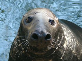 Смотреть фото Серый тюлень Фото Серый тюлень