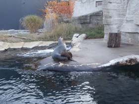 Смотреть фото Южный морской лев Фото Южный морской лев