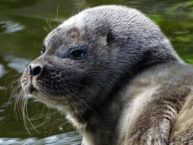 Смотреть фото Кольчатая нерпа Фото Кольчатая нерпа