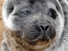 Кольчатая нерпа