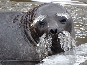 Смотреть фото Кольчатая нерпа Фото Кольчатая нерпа