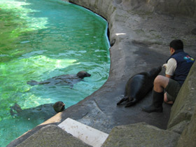 Фото Обыкновенный тюлень