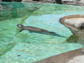 Фото Обыкновенный тюлень