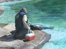 Фото Обыкновенный тюлень