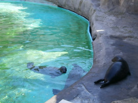 Фото Обыкновенный тюлень