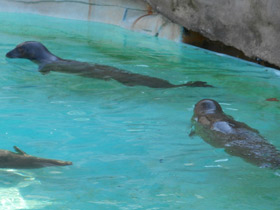 Фото Обыкновенный тюлень