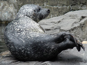 Фото Обыкновенный тюлень