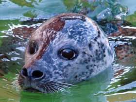 Фото Обыкновенный тюлень