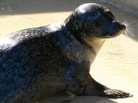 Фото Обыкновенный тюлень