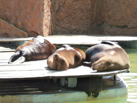 Фото Обыкновенный тюлень