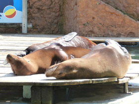 Фото Обыкновенный тюлень