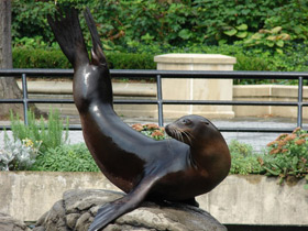 Смотреть фото Калифорнийский морской лев Фото Калифорнийский морской лев