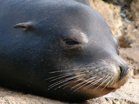 Смотреть фото Калифорнийский морской лев Фото Калифорнийский морской лев