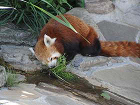 Смотреть фото Малая Панда Фото Малая Панда