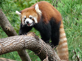 Смотреть фото Малая Панда Фото Малая Панда