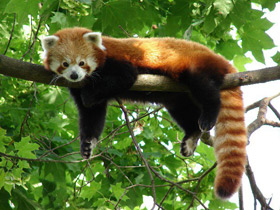 Смотреть фото Малая Панда Фото Малая Панда