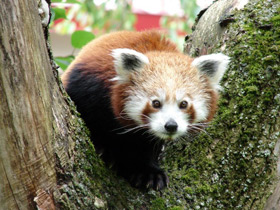 Смотреть фото Малая Панда Фото Малая Панда