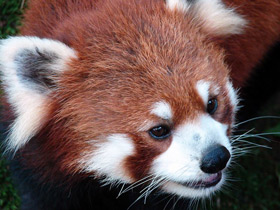 Смотреть фото Малая Панда Фото Малая Панда