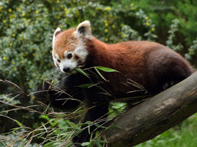 Смотреть фото Малая Панда Фото Малая Панда