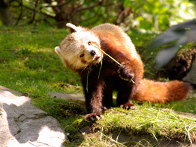 Смотреть фото Малая Панда Фото Малая Панда