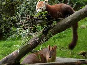 Смотреть фото Малая Панда Фото Малая Панда
