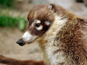 Смотреть фото Обыкновенная носуха: крупный мелкий хищник Фото Обыкновенная носуха: крупный мелкий хищник