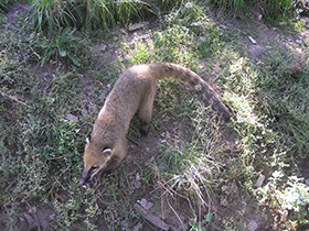 Смотреть фото Обыкновенная носуха Фото Обыкновенная носуха