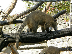 Смотреть фото Обыкновенная носуха Фото Обыкновенная носуха