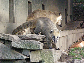 Смотреть фото Обыкновенная носуха Фото Обыкновенная носуха